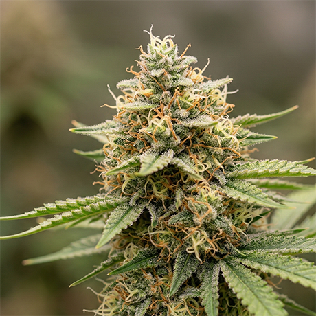 Preserve Potency and Purity