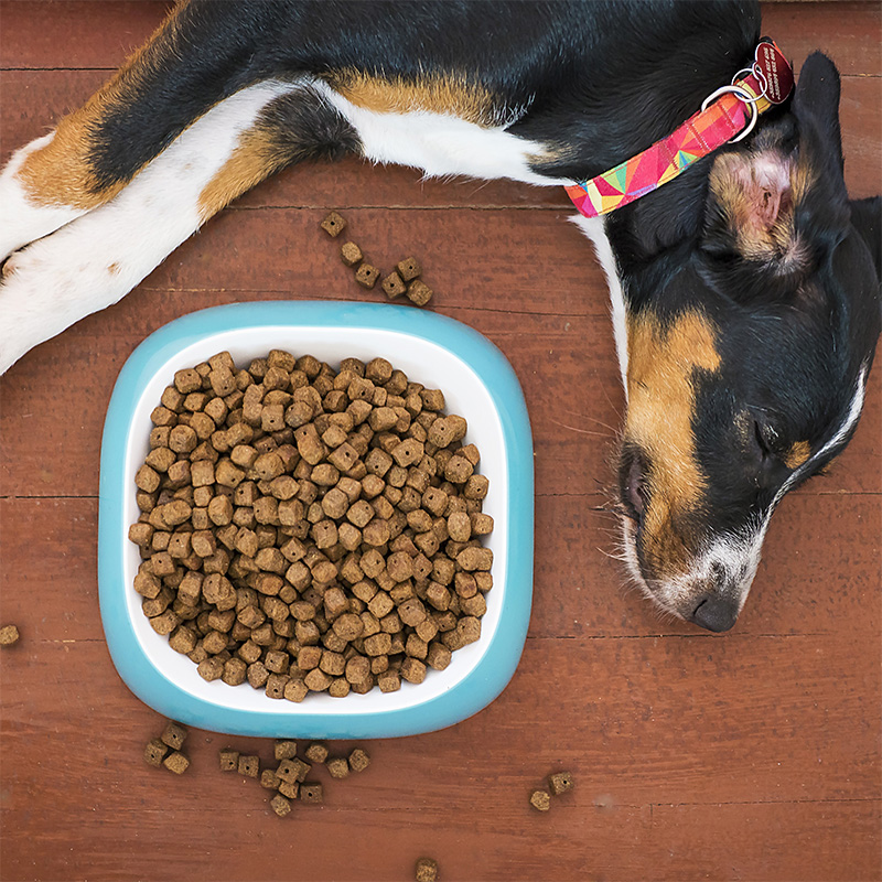 Pet Food
